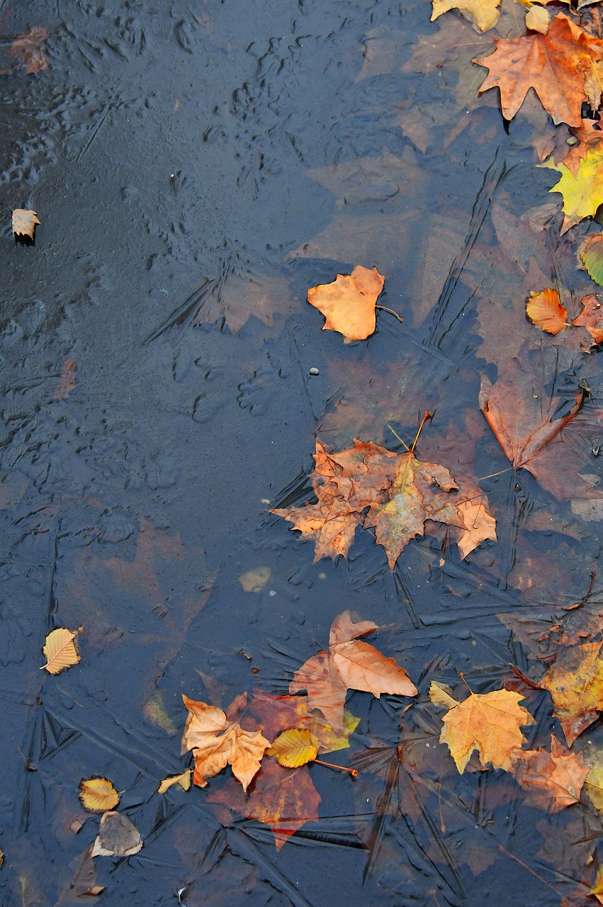 leaves  ice  frozen free photo