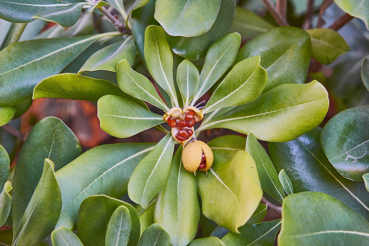 leaves  fruits  green free photo