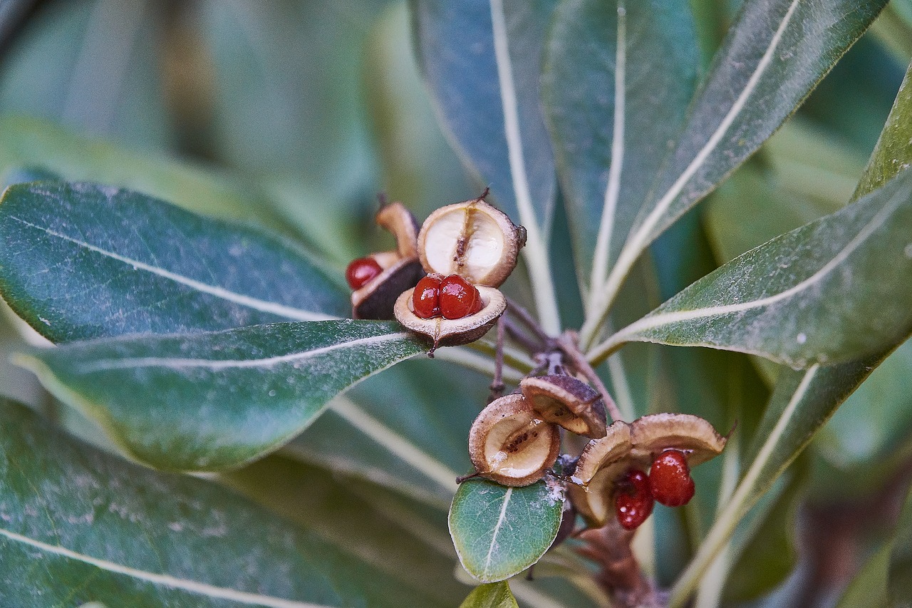 leaves  fruits  green free photo