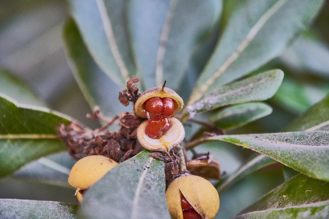 leaves  fruits  green free photo