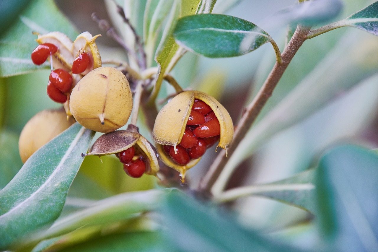 leaves  fruits  green free photo