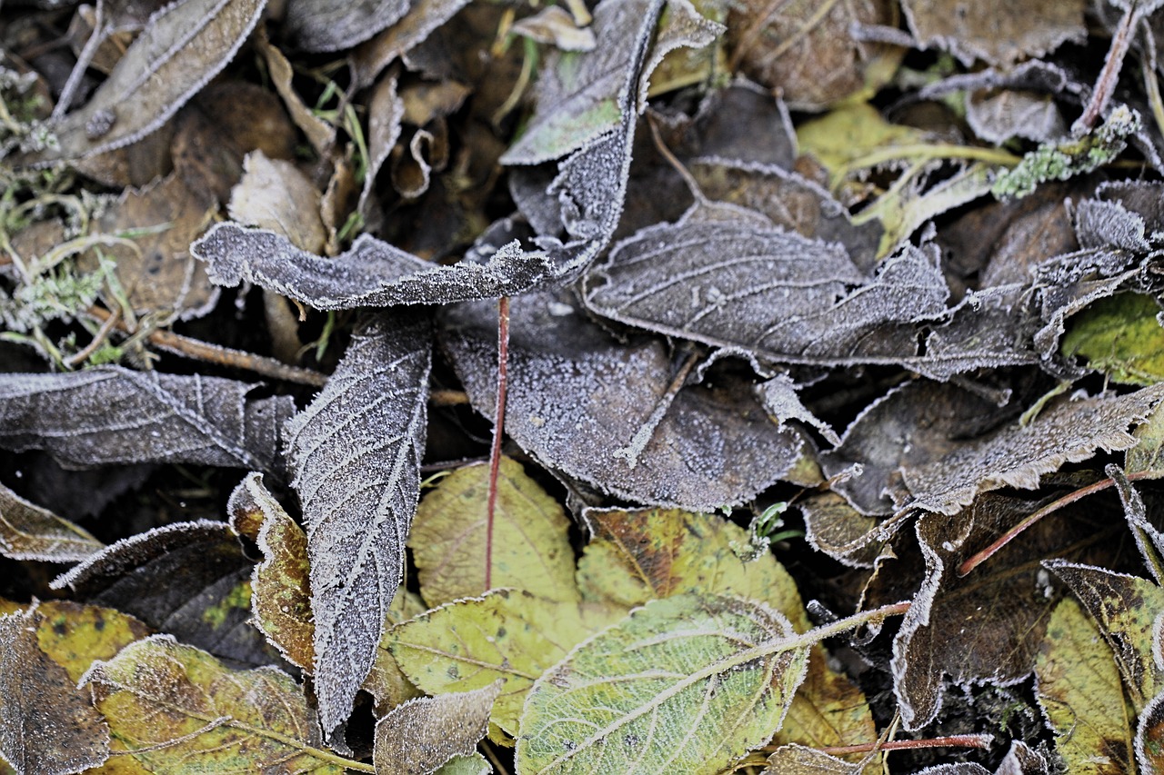 leaves  frost  cold free photo