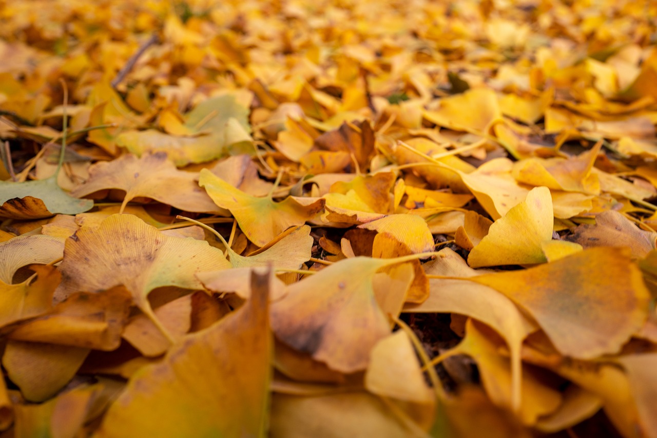 leaves  autumn  yellow free photo