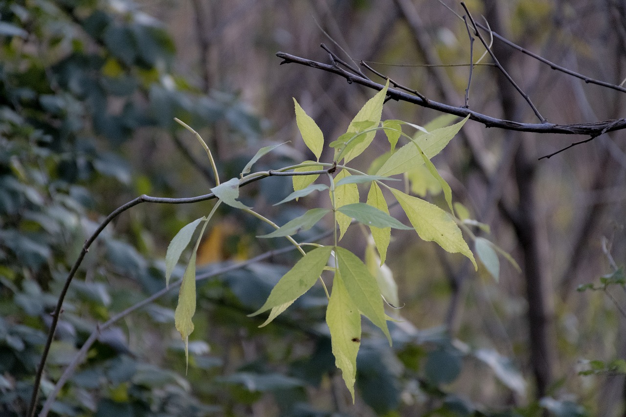 leaves  woods  nature free photo