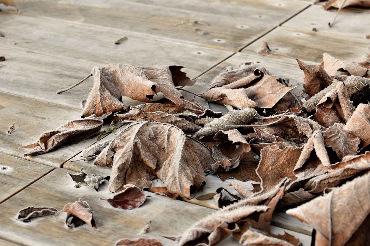 leaves  autumn  winter free photo