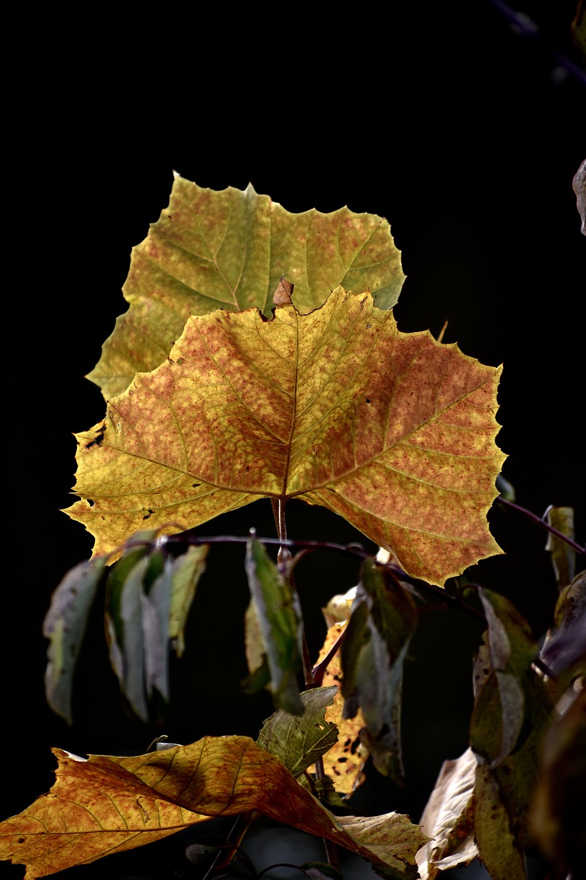 leaves  autumn  tree free photo