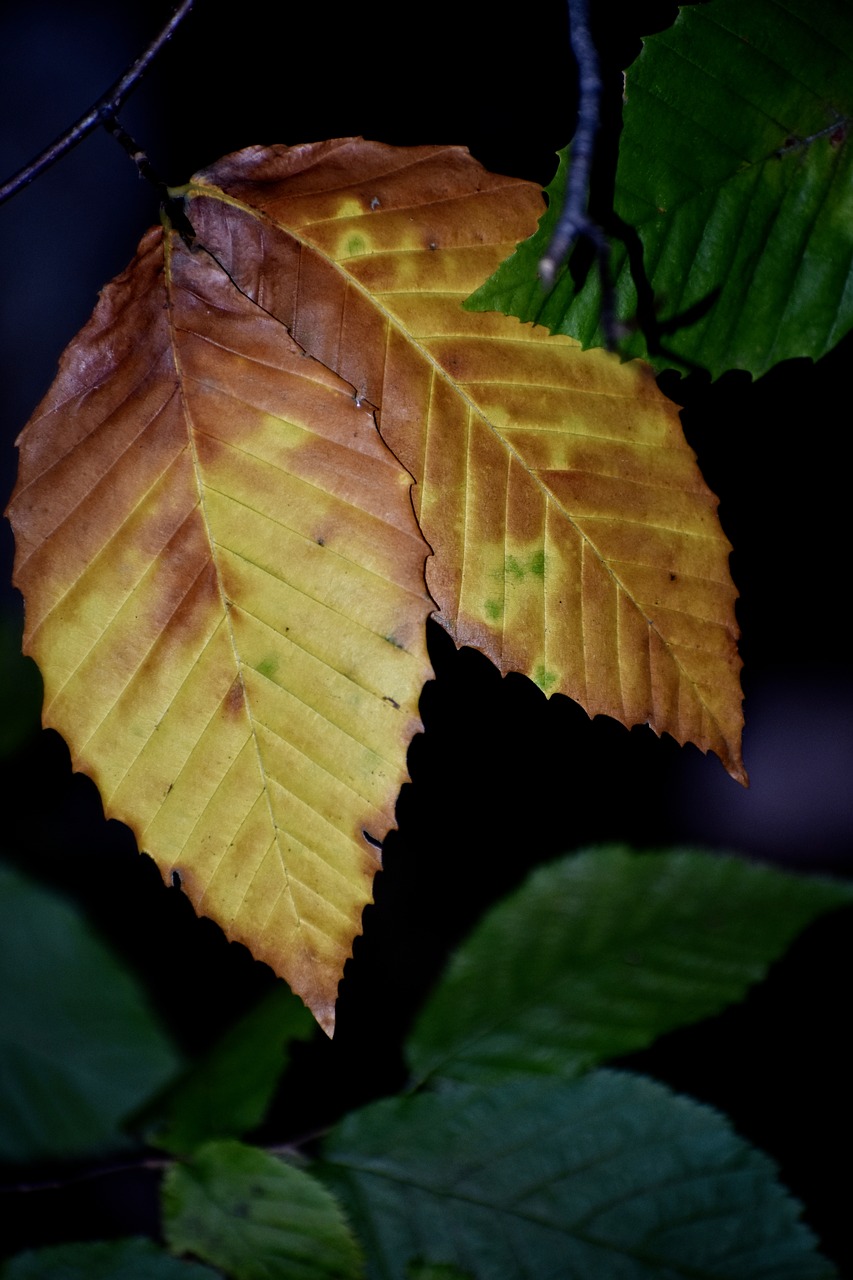 leaves  autumn  tree free photo