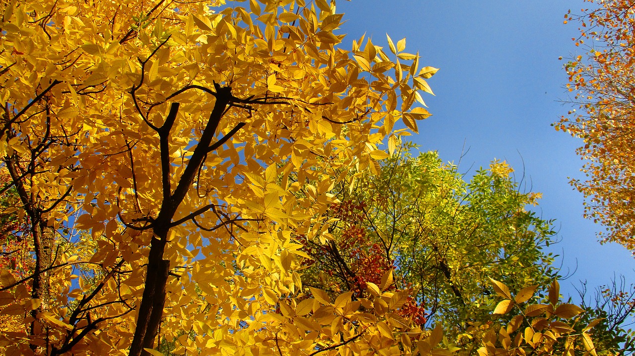 leaves  trees  crown free photo