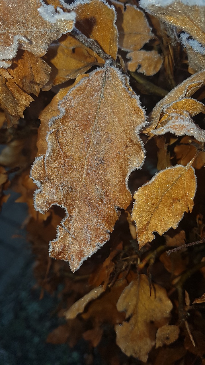 leaves  nature  frost free photo