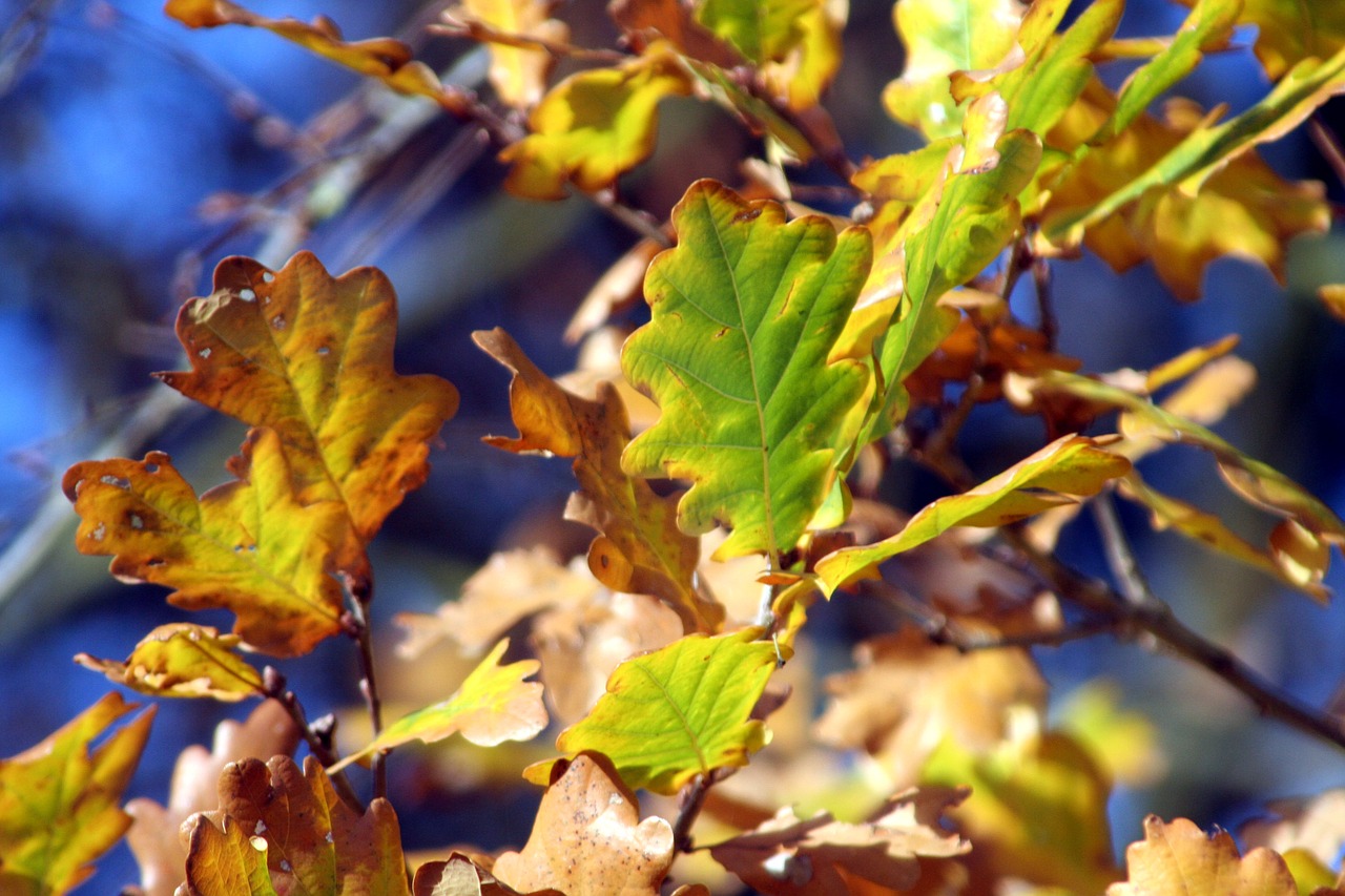 leaves  fall  yellow free photo