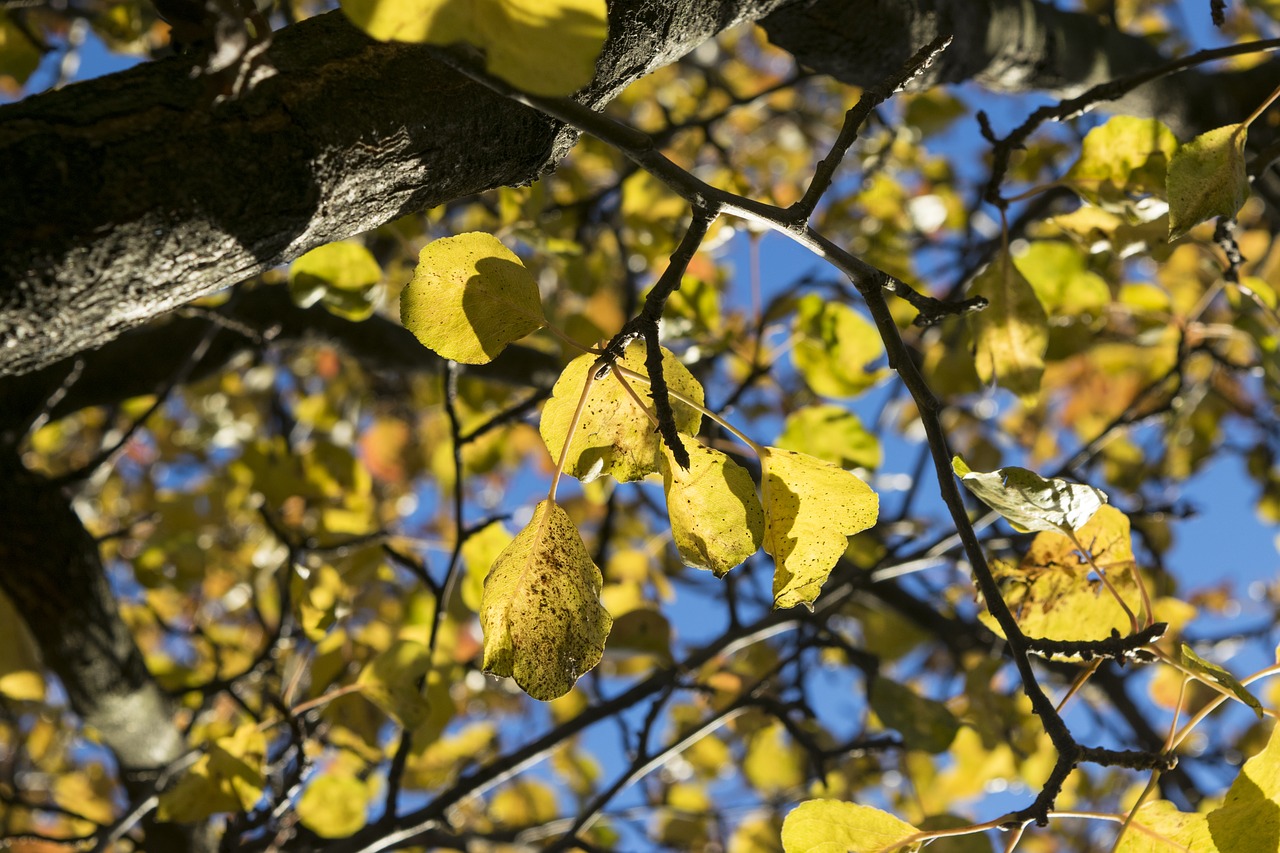 leaves  autumn  yellow free photo