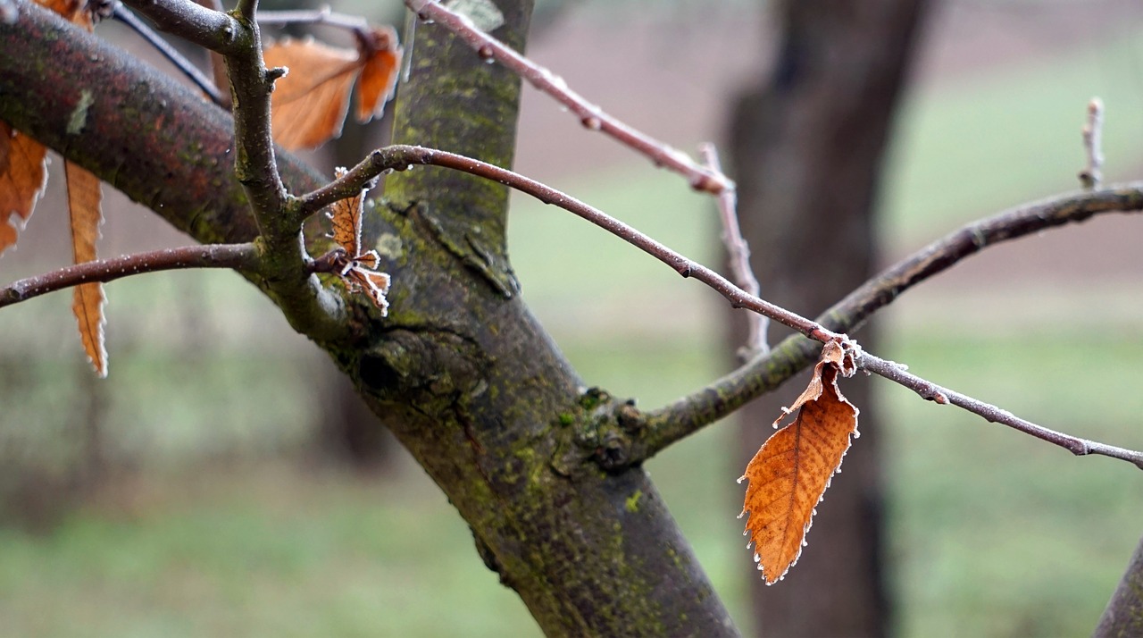 leaves  leaf  fall foliage free photo