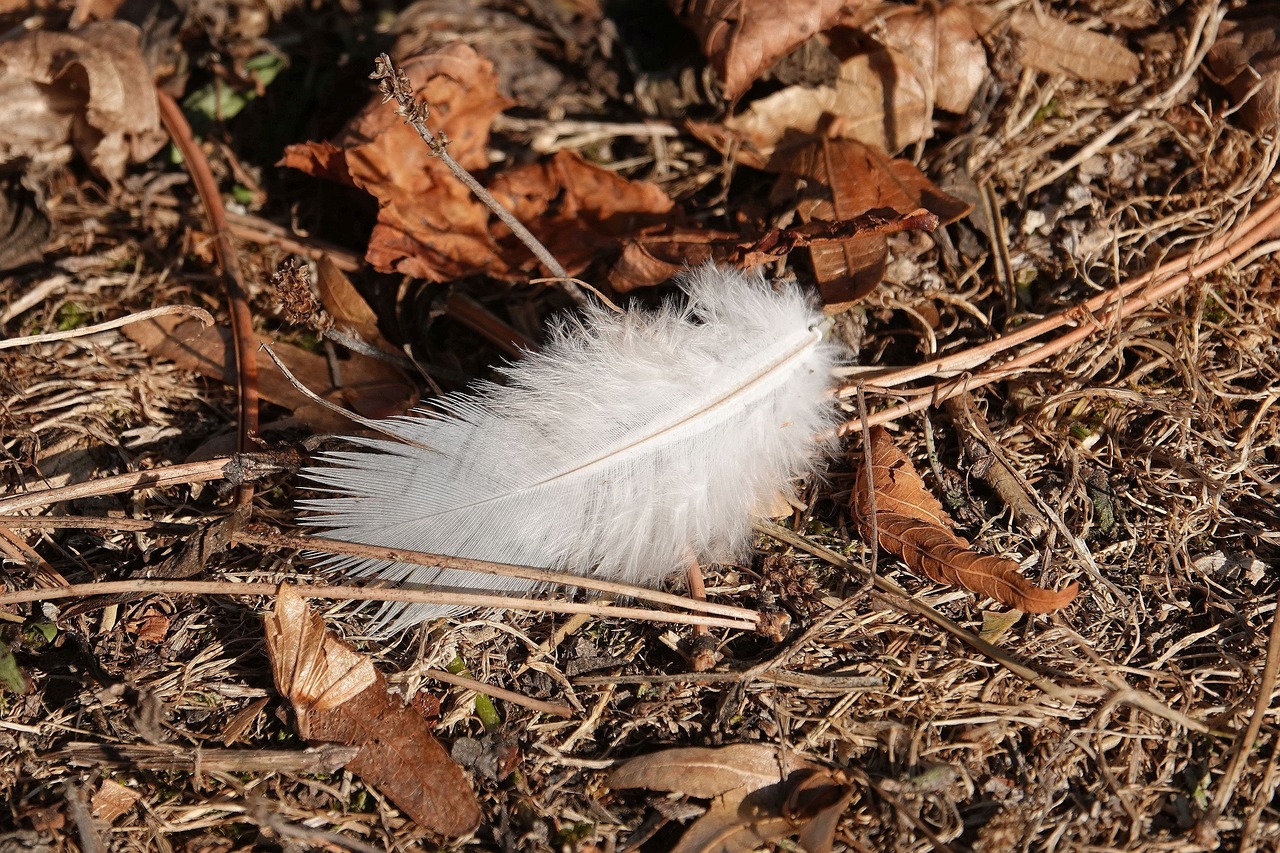 leaves  feather  nature free photo