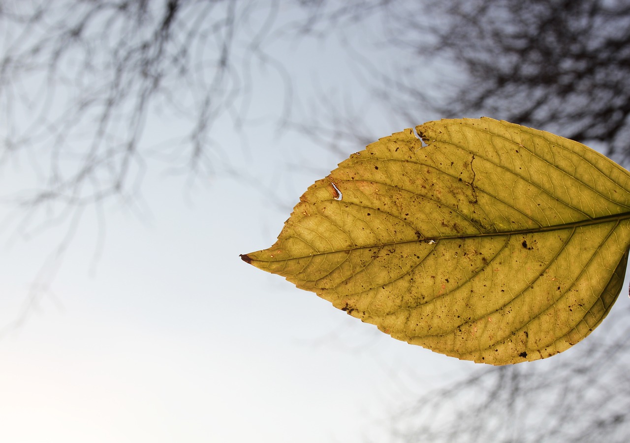 leaves  nature  plant free photo