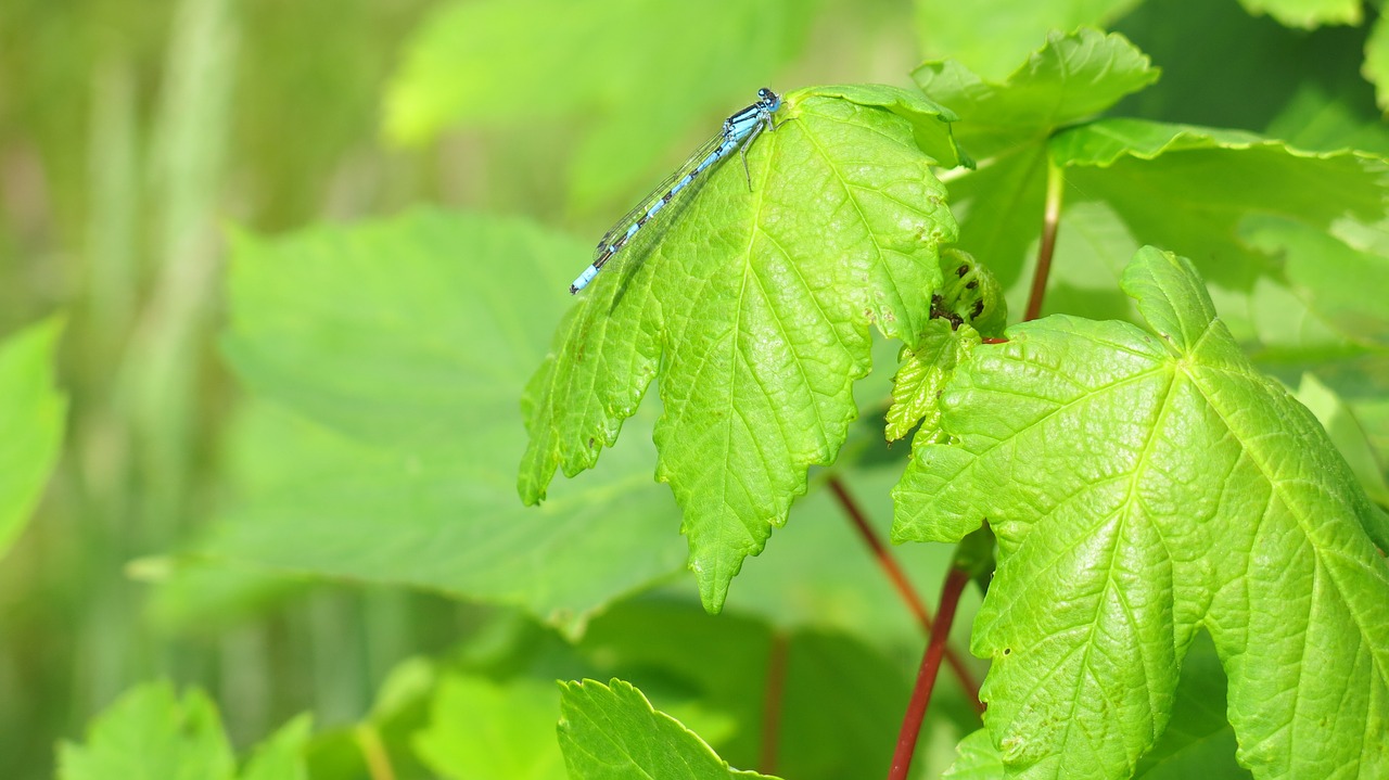 leaves green blue free photo