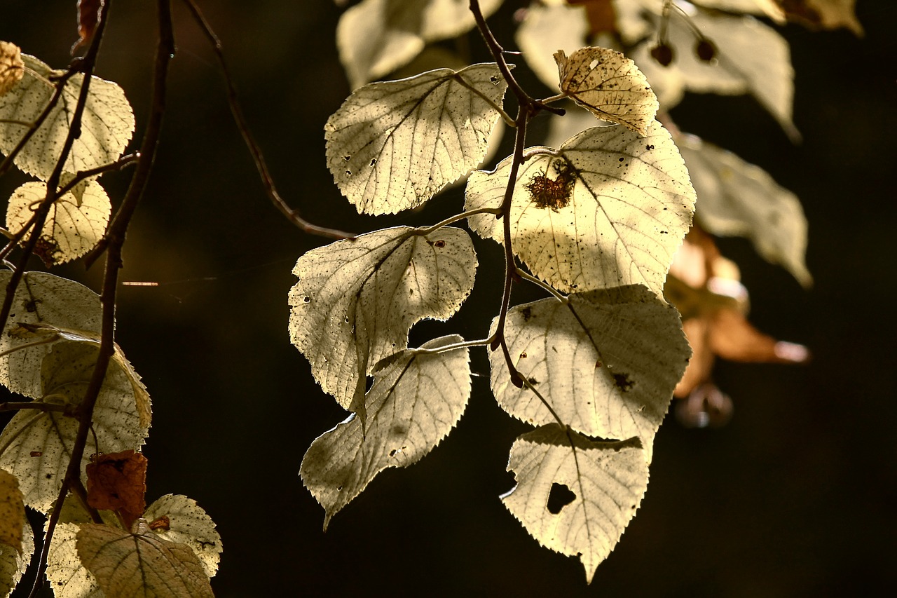 leaves  fall foliage  baldwin free photo