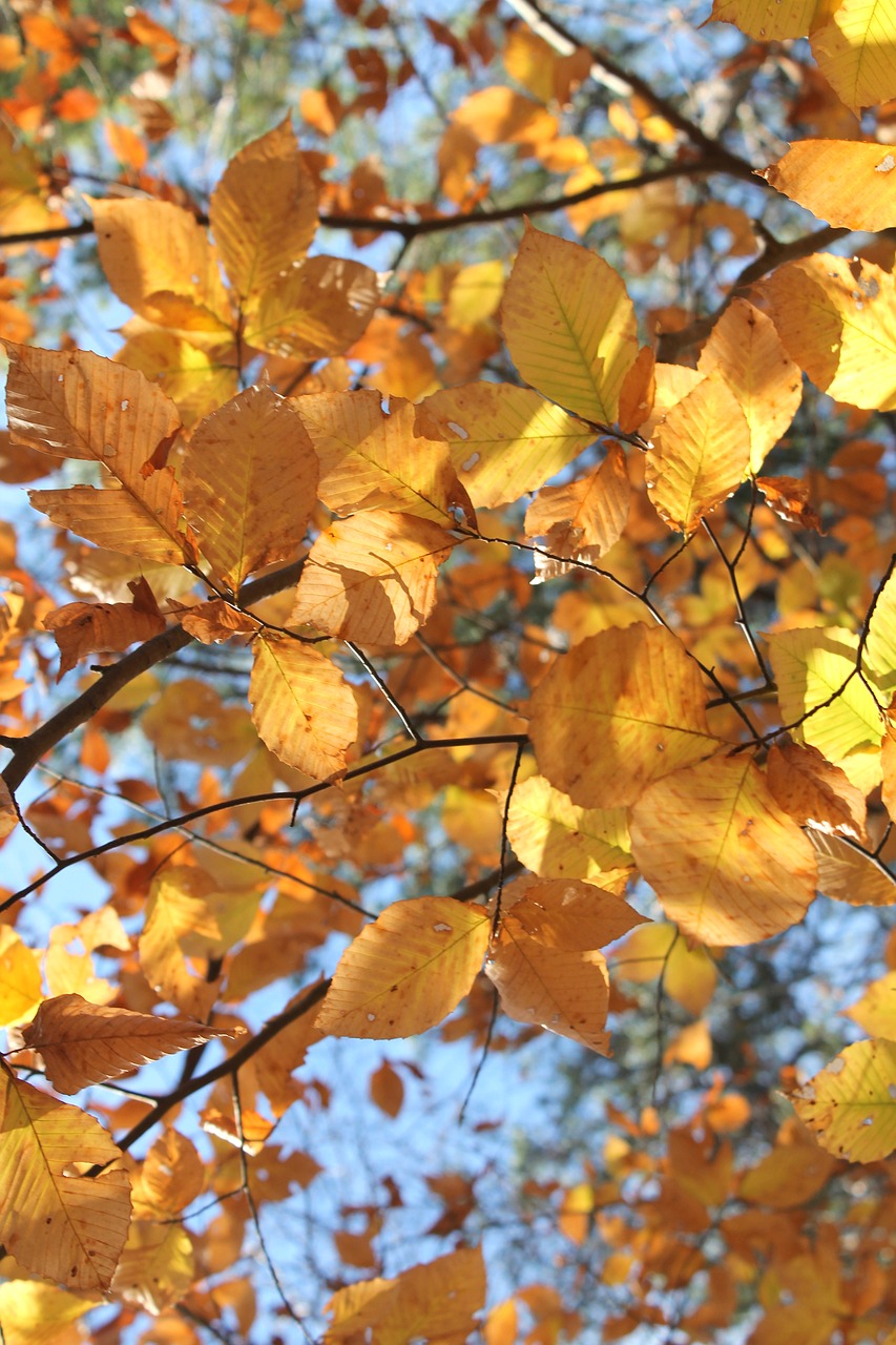 leaves  fall  autumn free photo