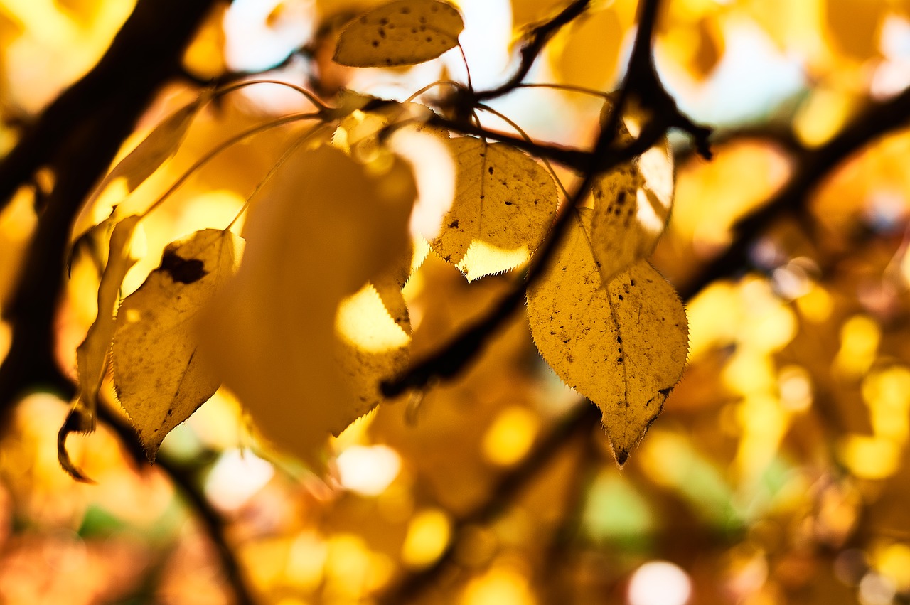 leaves  autumn  yellow free photo