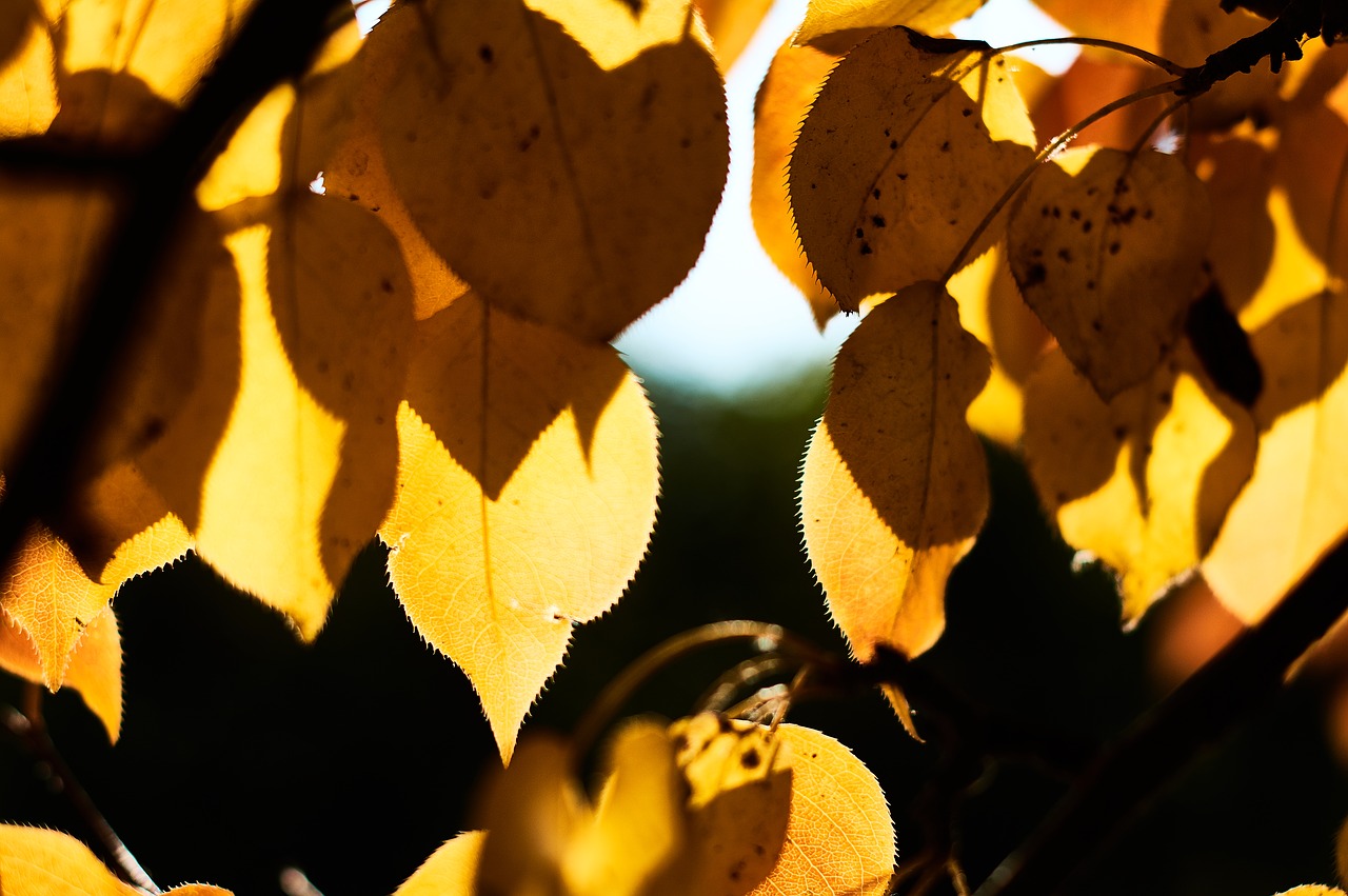 leaves  fall leaves  tree free photo