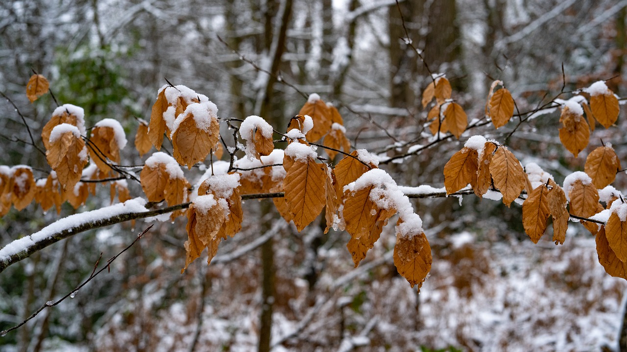 leaves  winter  copperbrown free photo