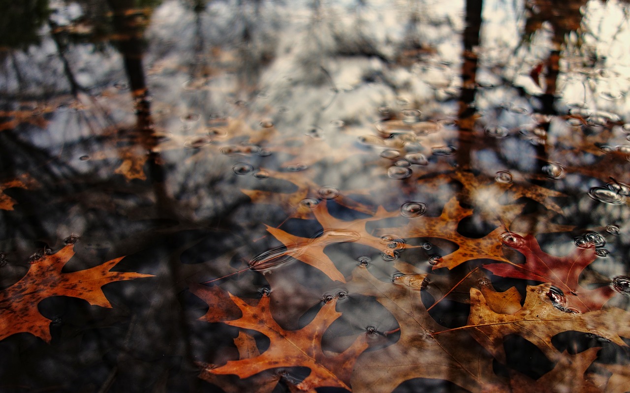 leaves  autumn  water free photo