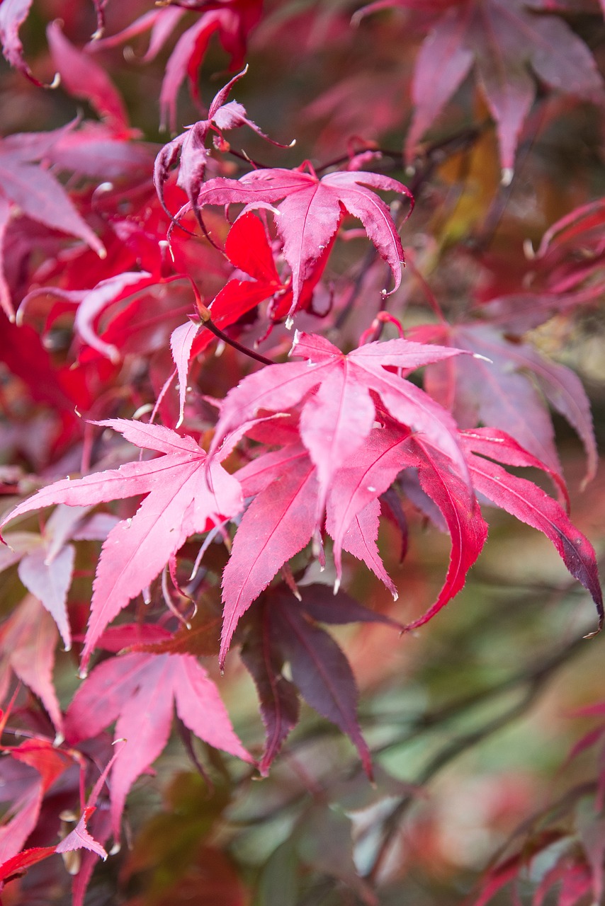 leaves  tree  branch free photo