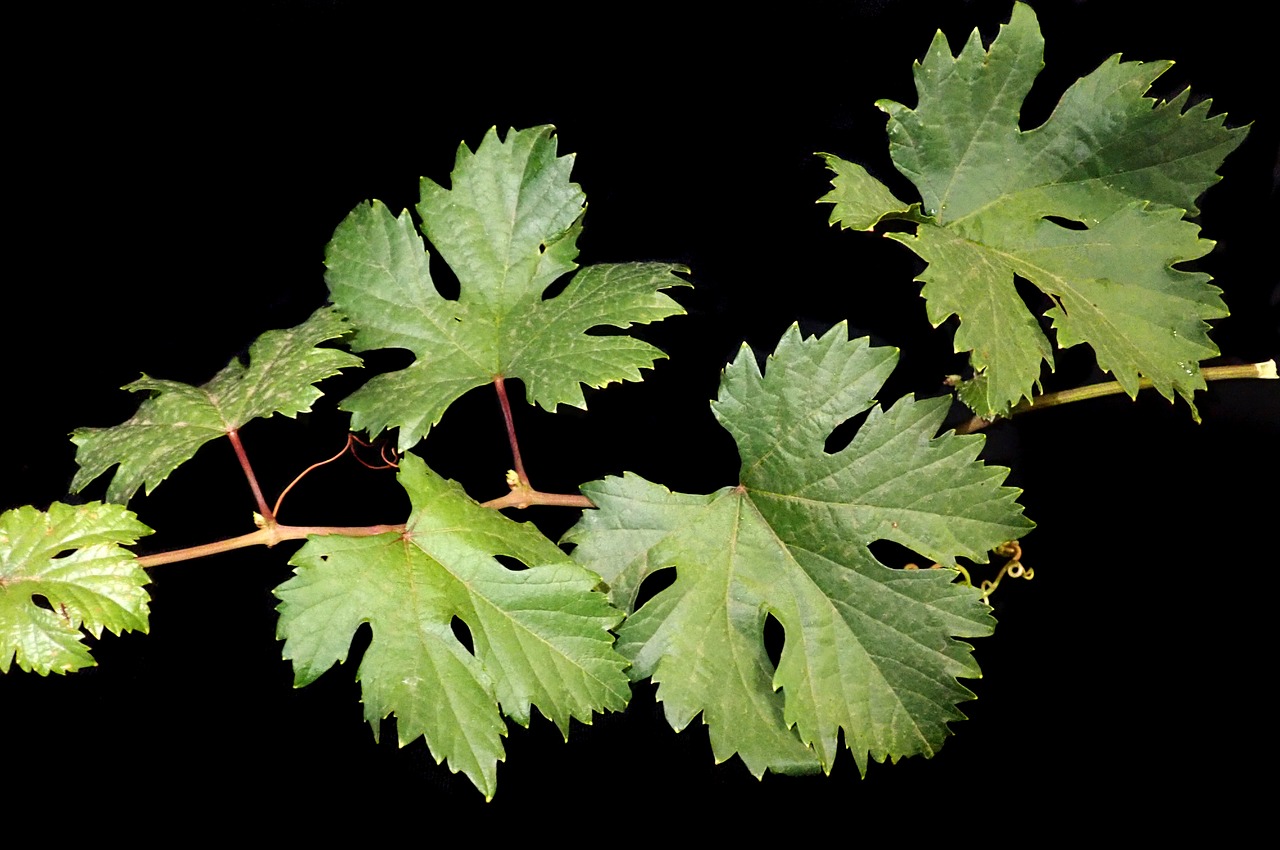 leaves  grape  vine free photo