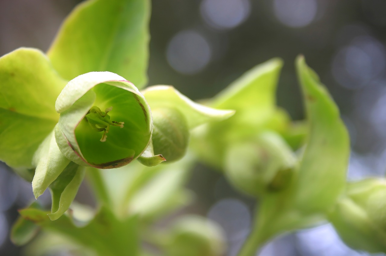 leaves  nature  plant free photo