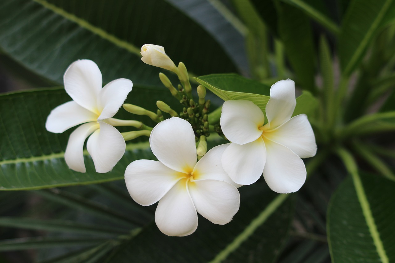 leaves  flowers  white free photo