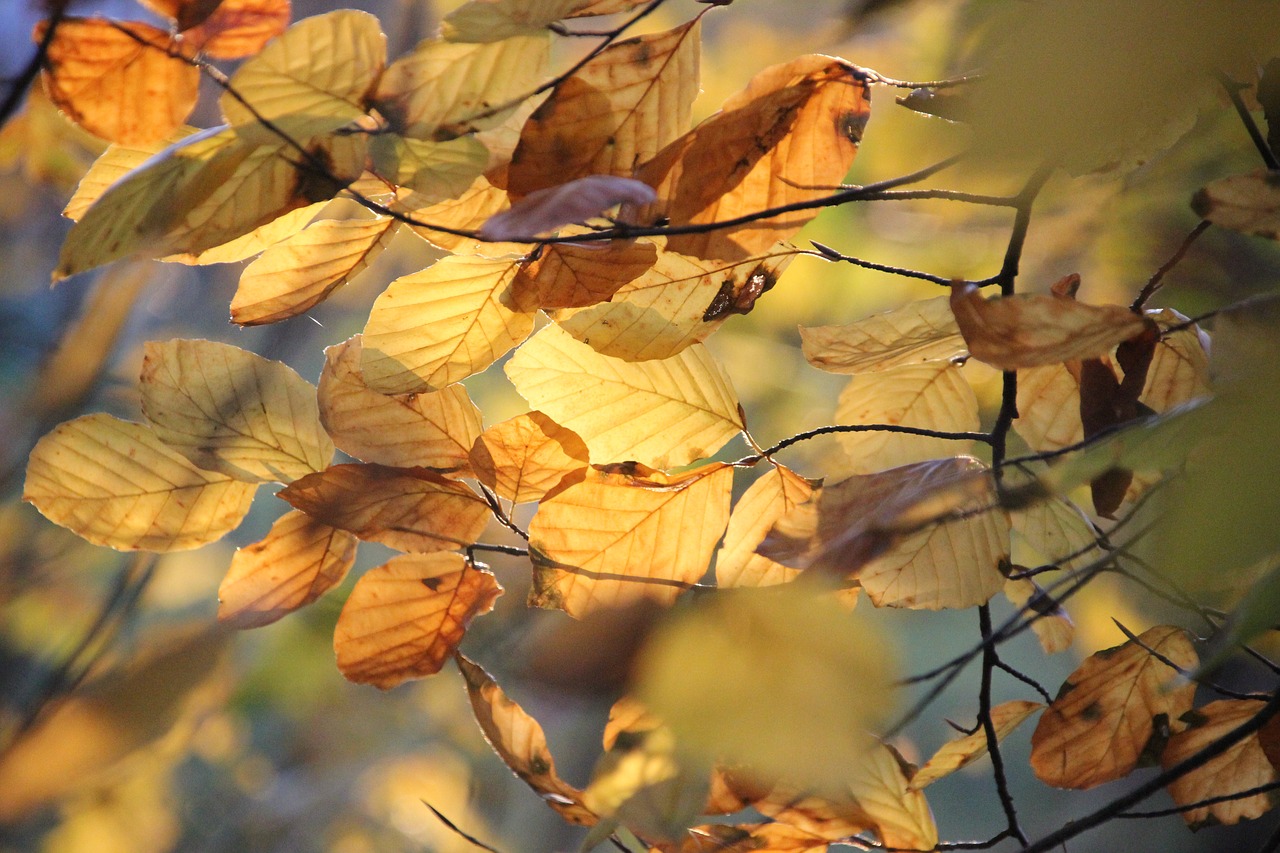 leaves  sunshine  nature free photo