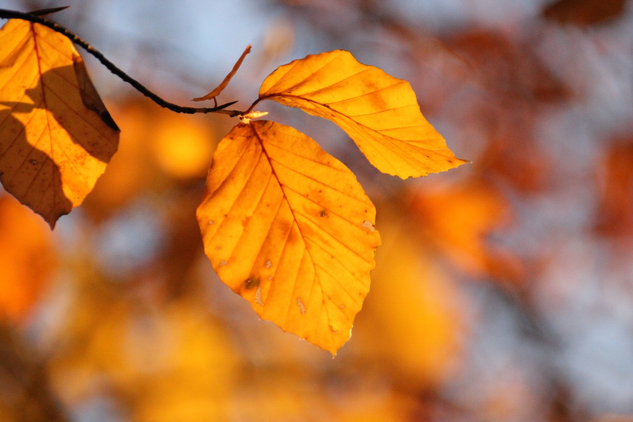 leaves  sunshine  tree free photo