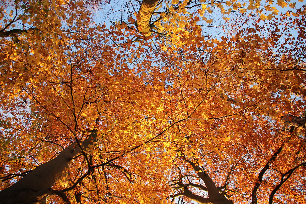 leaves  sunshine  tree free photo