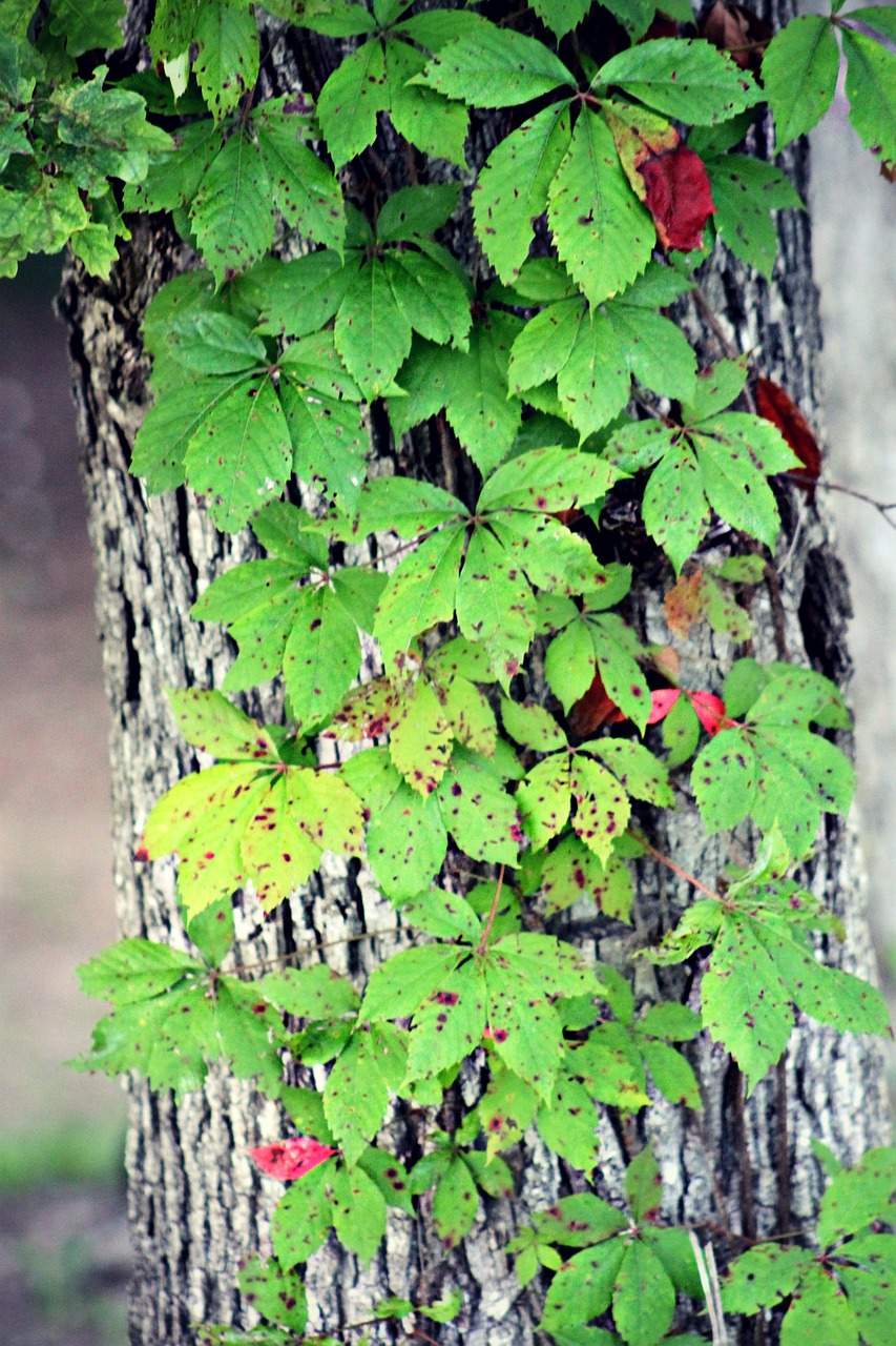 leaves tree vine free photo