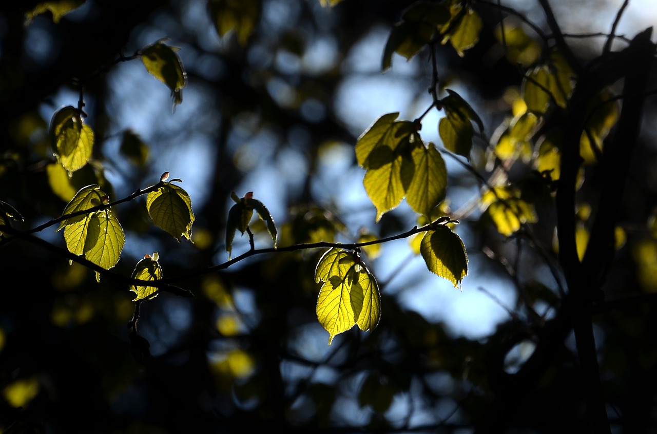 leaves  forest  nature free photo