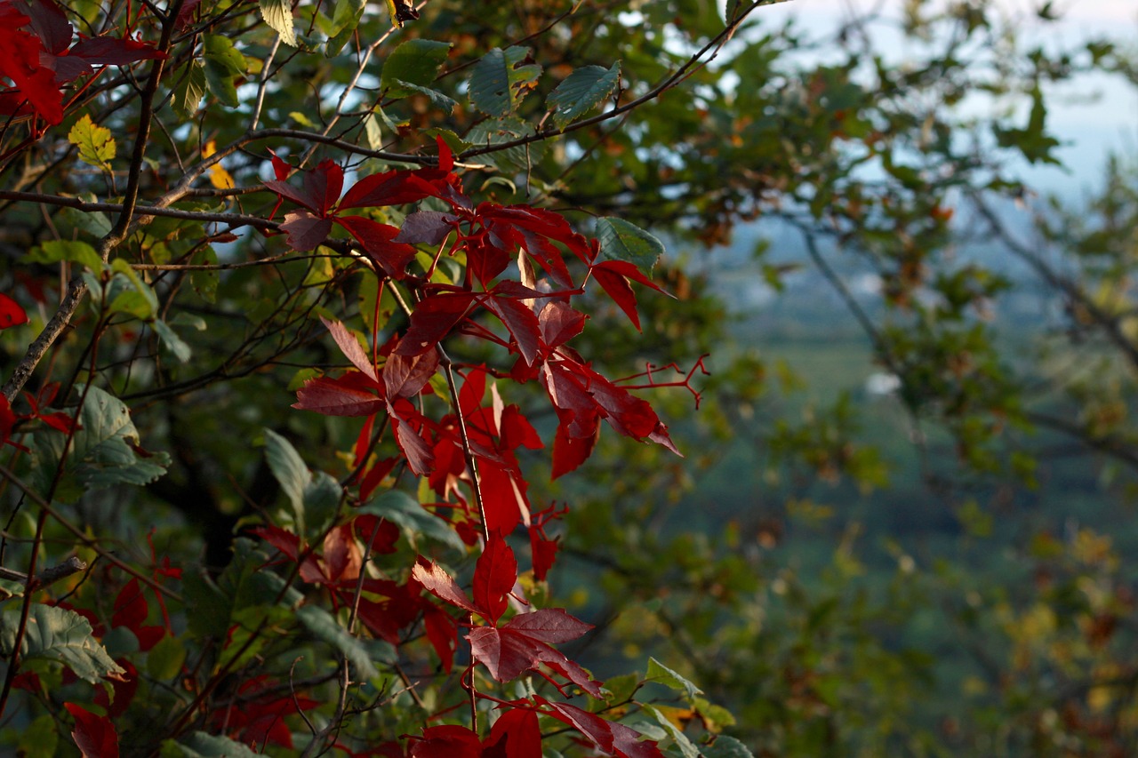 leaves  red  green free photo