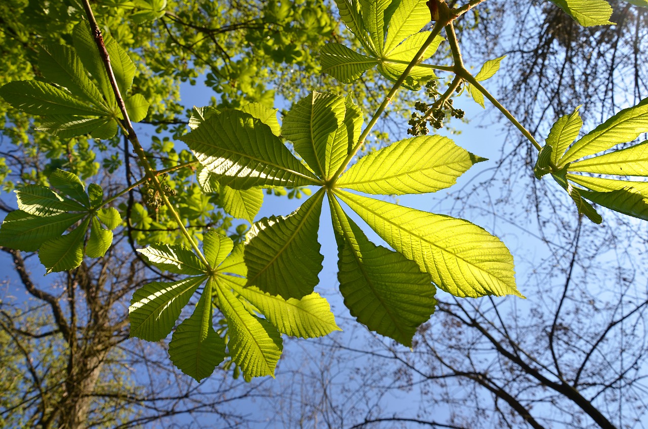 leaves  spring  nature free photo