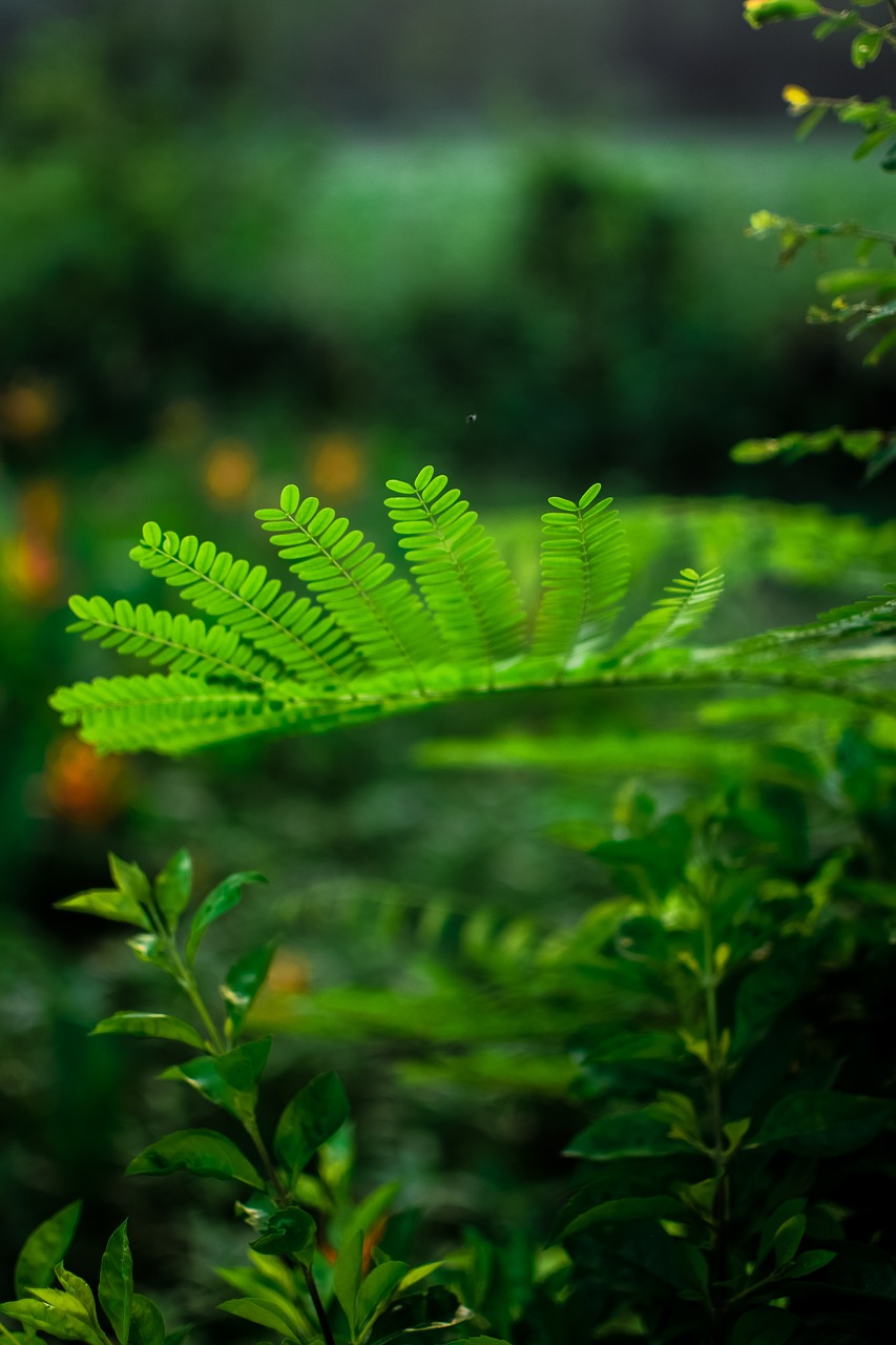 leaves  green  thin air free photo