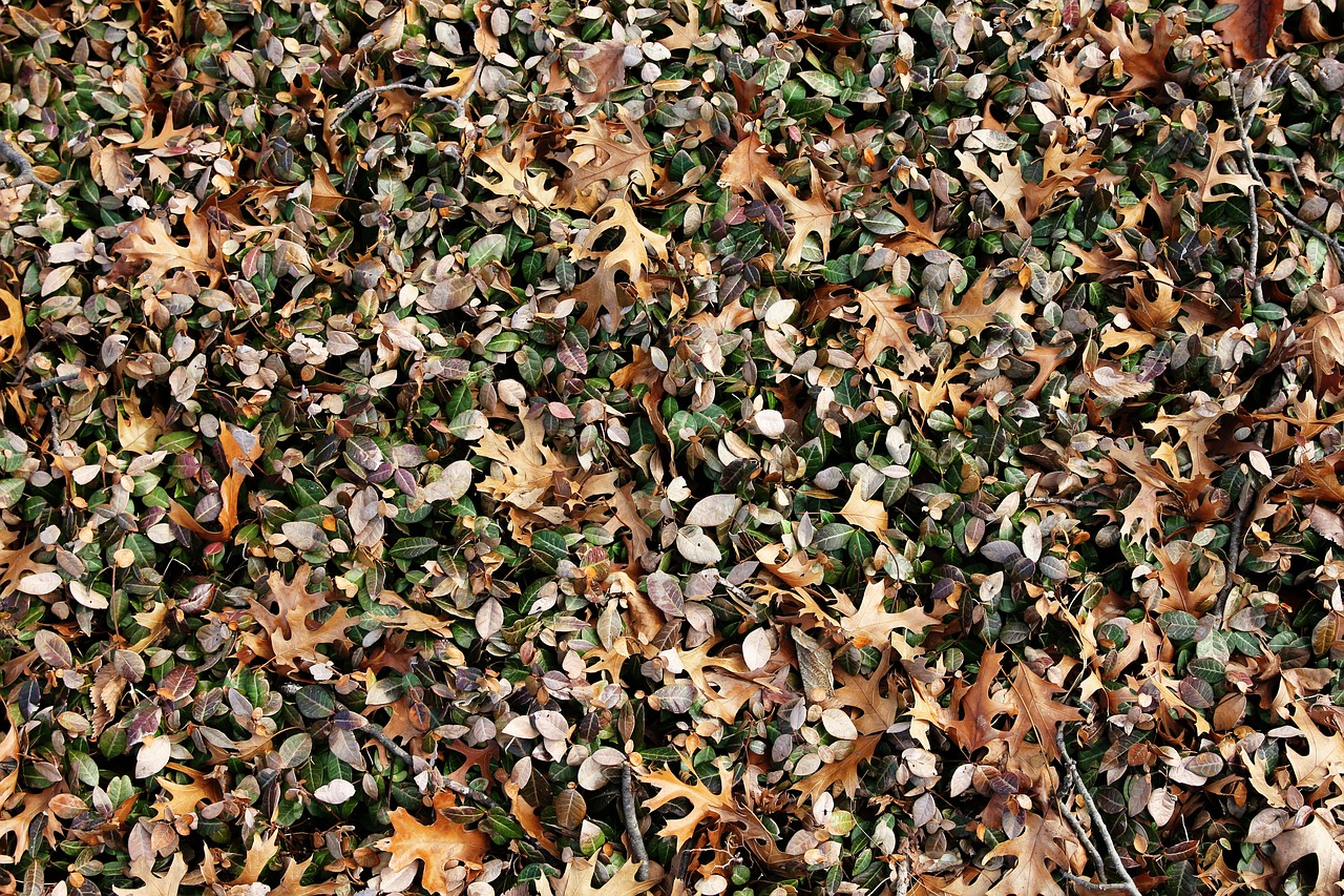 leaves  autumn  outdoor free photo