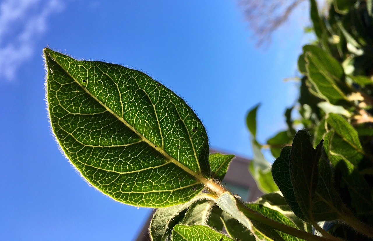 leaves  leaf  green free photo