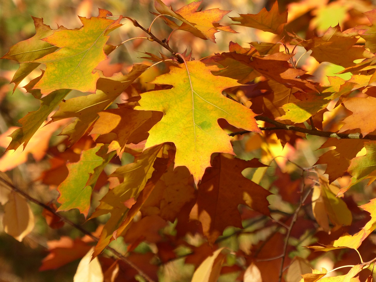 leaves  autumn  fall foliage free photo