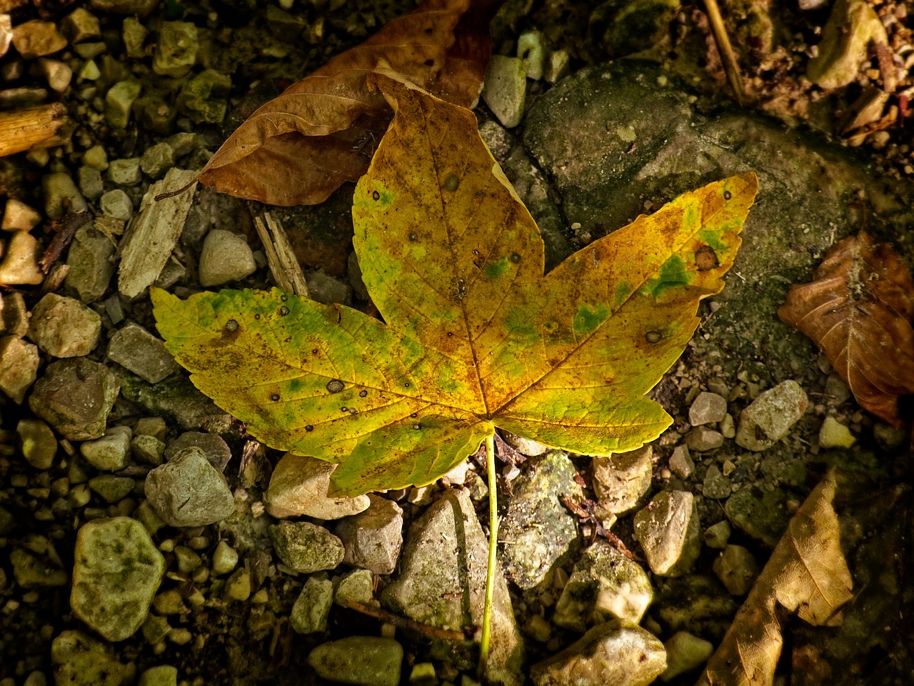 leaves  leaf  autumn free photo