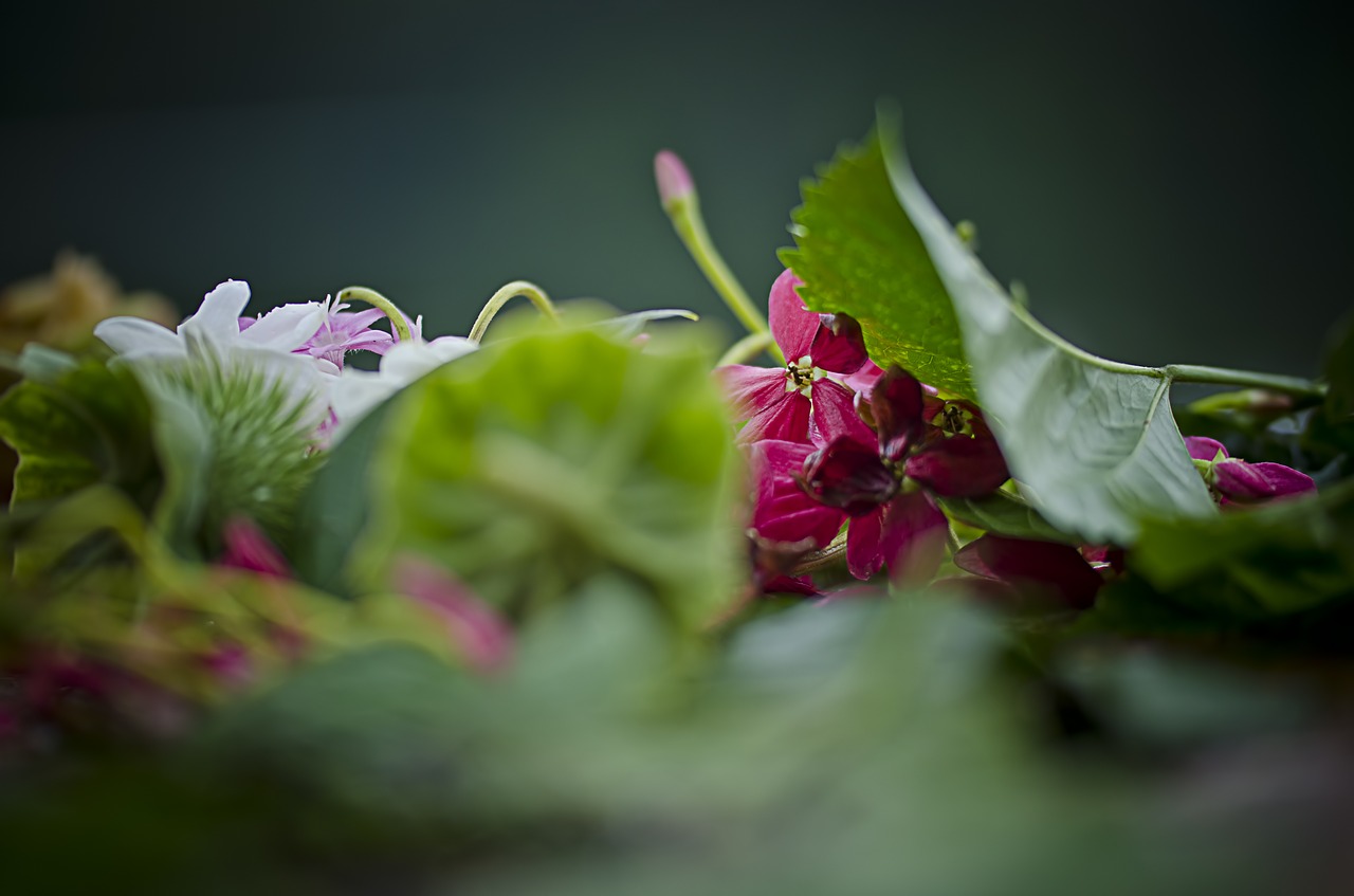 leaves  flowers  religion free photo