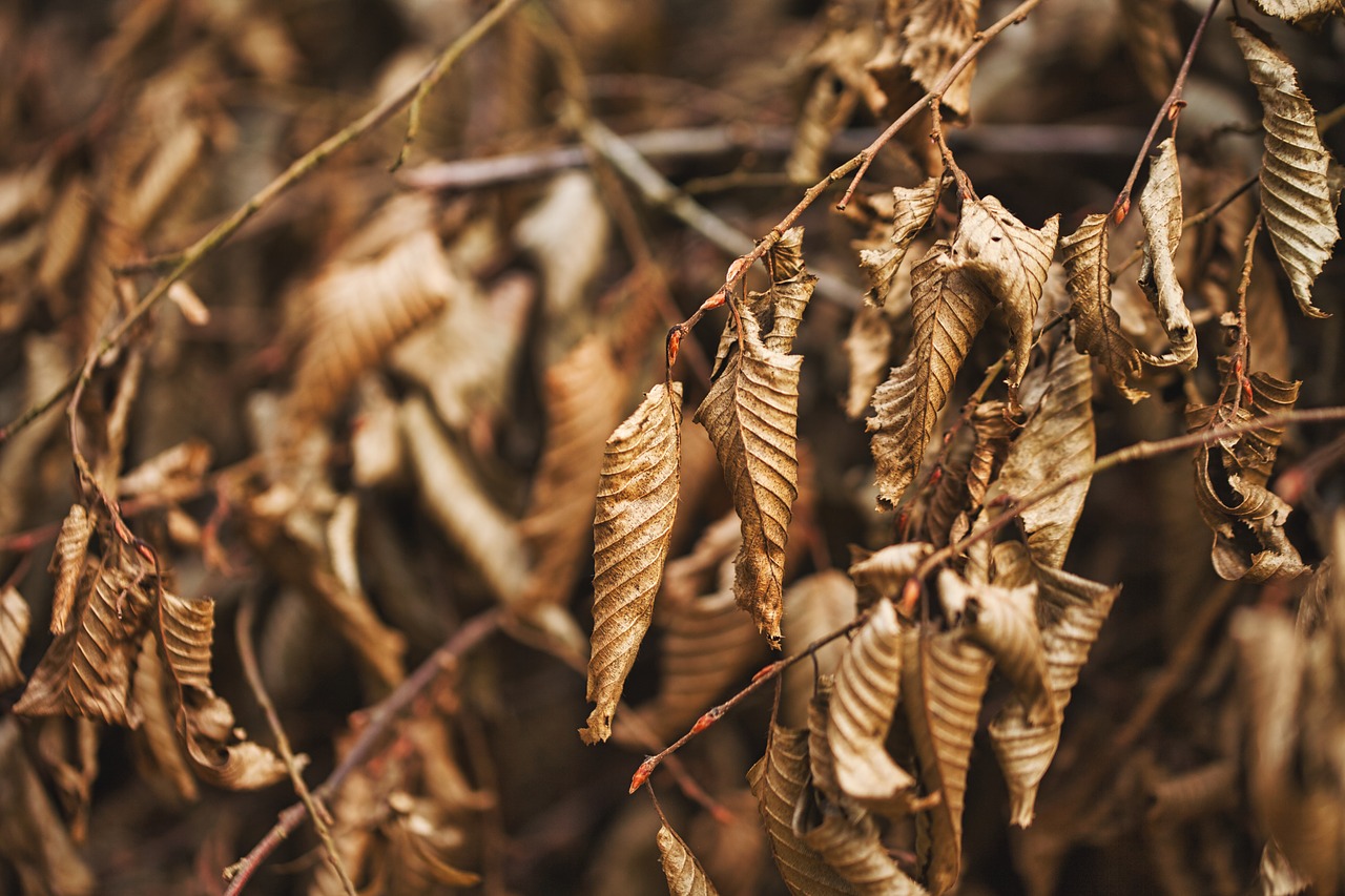 leaves  branches  reisich free photo