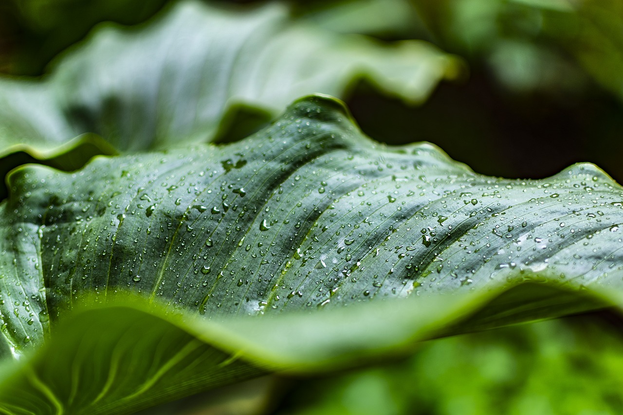 leaves  drops of rain  nature free photo