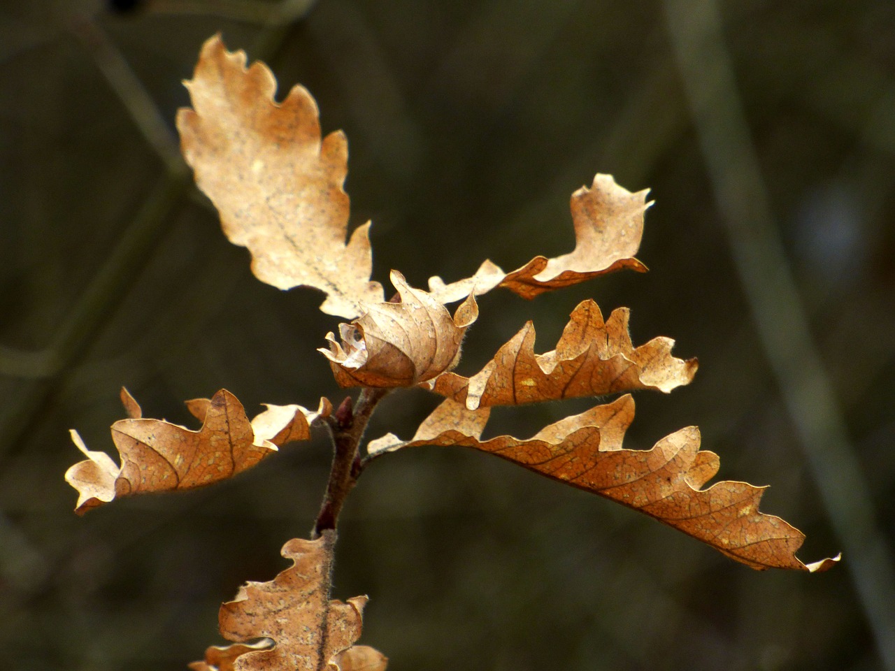 leaves  winter  nature free photo