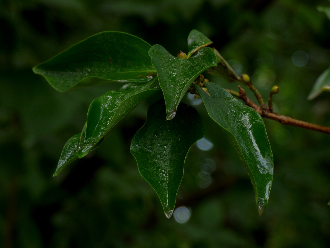 leaves  green  nature free photo