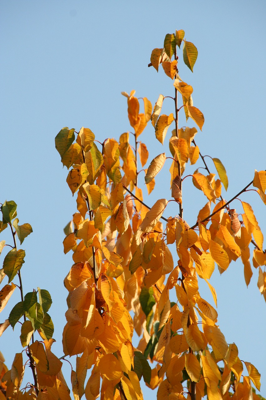 leaves  autumn  tree trees free photo