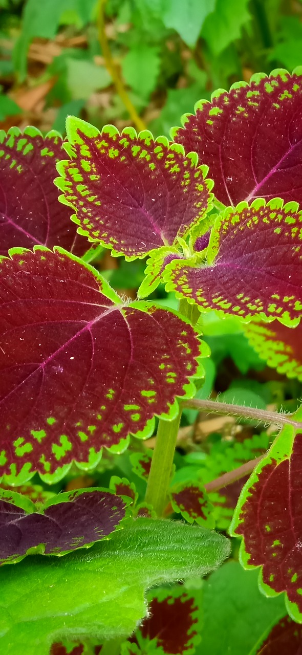 leaves  red  plant free photo