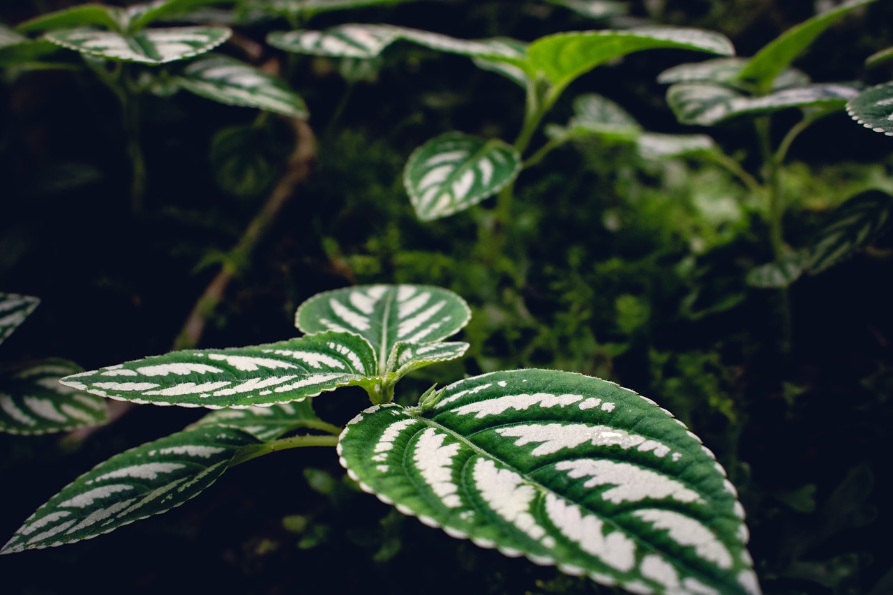 leaves  green  nature free photo