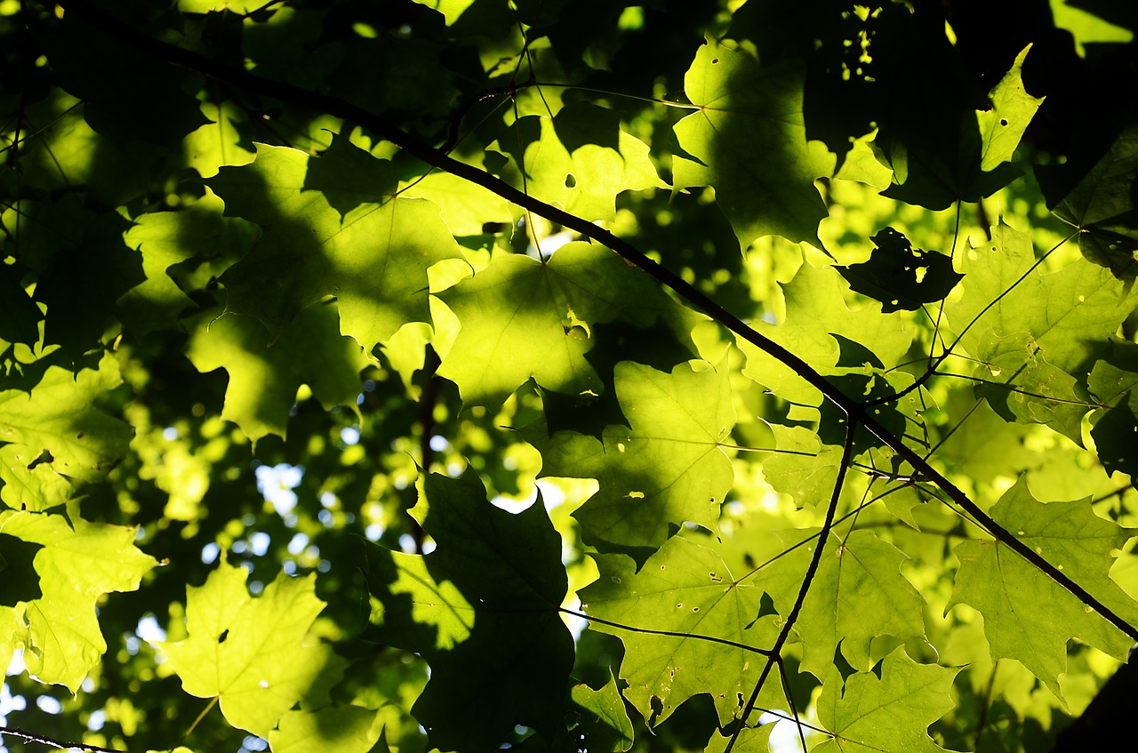 leaves  forest  nature free photo